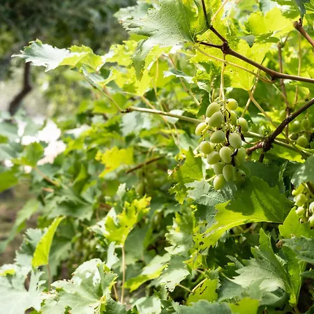 Pag Dubrava Relax With Pool Bosana