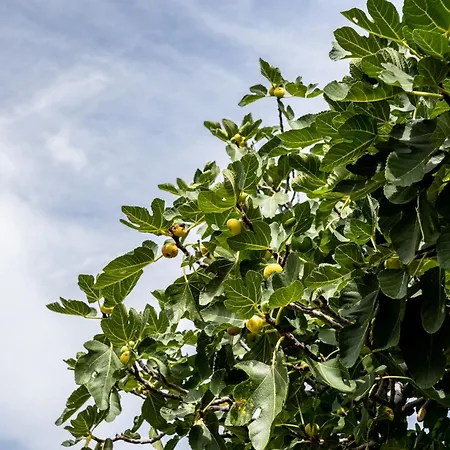 Villa Pag Dubrava Relax With Pool Bosana