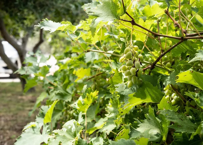 Pag Dubrava Relax With Pool Bosana