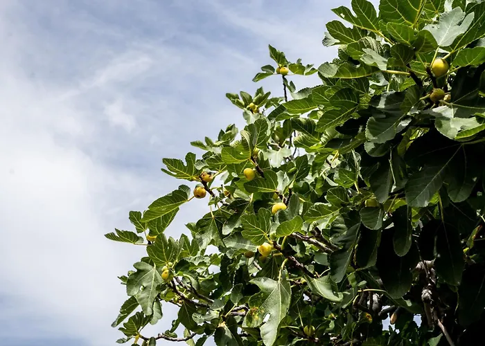 Villa Pag Dubrava Relax With Pool Bosana